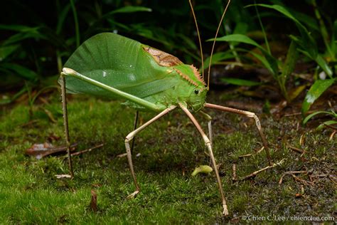 giant malaysian katydid|Malaysian Giant Katydid, the largest species in the ...